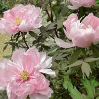 その一言で心がつながる「愛される返事」の魔法